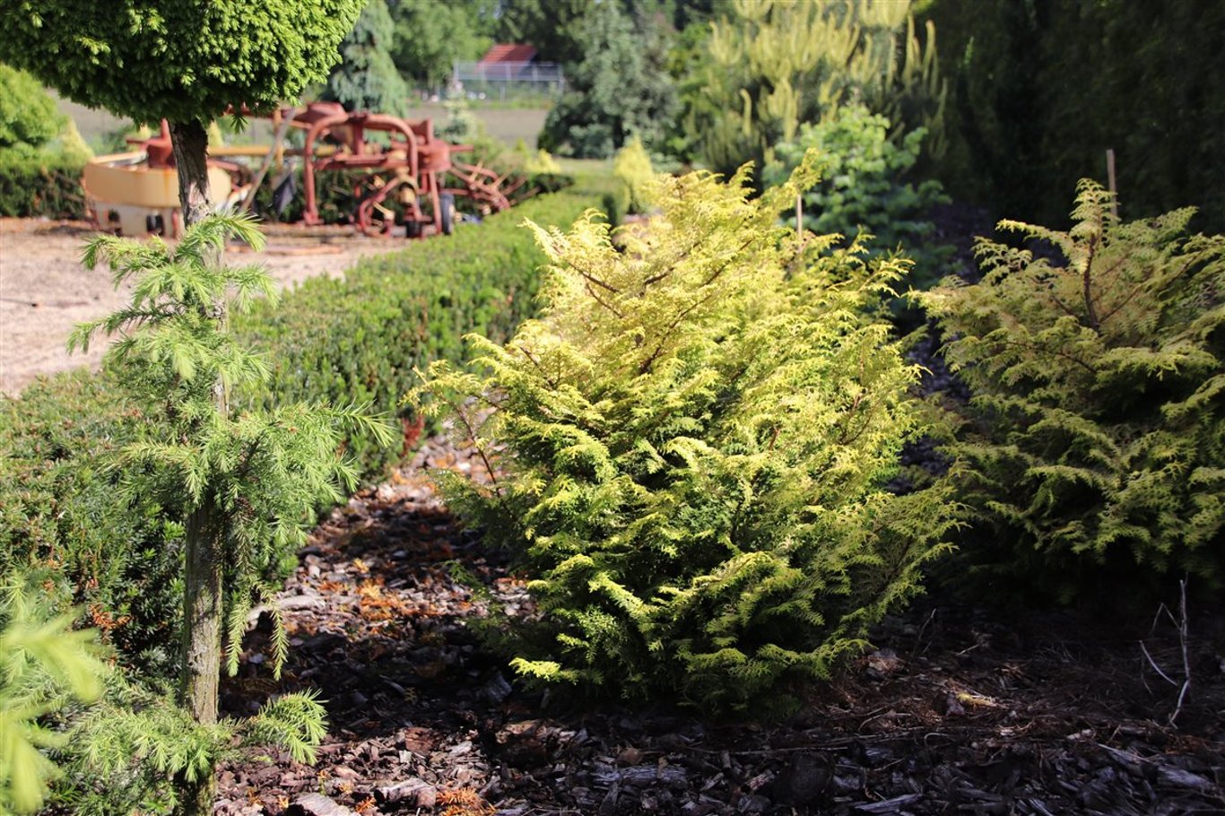 Chamaecyparis o. 'Melody' - C3 20-25 CM